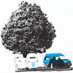 Brunswick Street, Tree and Blue Van